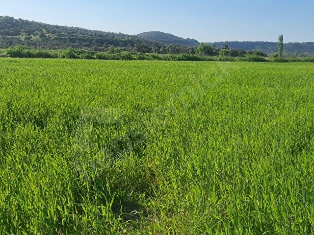 AYVALIK KONAK EMLAKTAN MUTLU KÖYDE SATILIK 11 .500 M2 TARLA - Görsel 5
