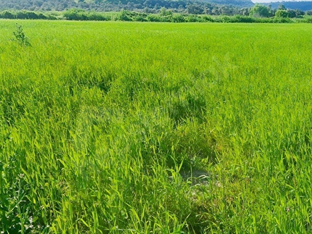 AYVALIK KONAK EMLAKTAN MUTLU KÖYDE SATILIK 11 .500 M2 TARLA - Görsel 22