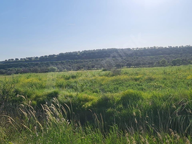 AYVALIK KONAK EMLAKTAN MUTLU KÖYDE SATILIK 11 .500 M2 TARLA - Görsel 25