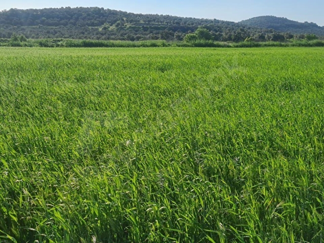 AYVALIK KONAK EMLAKTAN MUTLU KÖYDE SATILIK 11 .500 M2 TARLA - Görsel 29