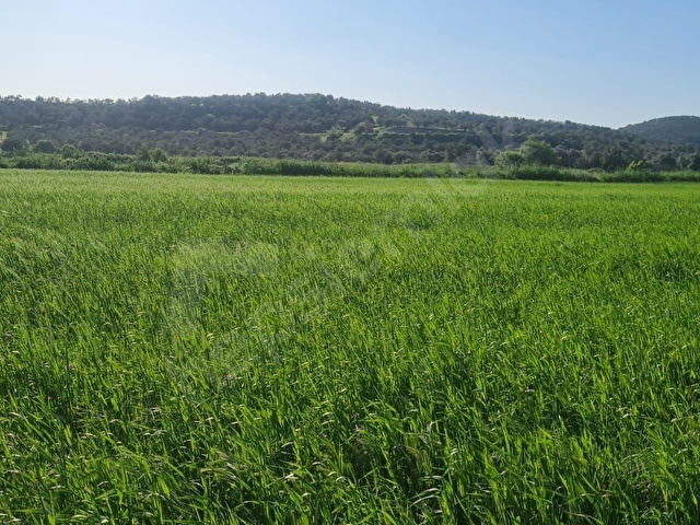 AYVALIK KONAK EMLAKTAN MUTLU KÖYDE SATILIK 11 .500 M2 TARLA - Görsel 30