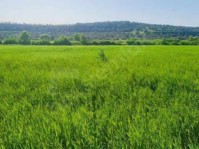 AYVALIK KONAK EMLAKTAN MUTLU KÖYDE SATILIK 11 .500 M2 TARLA - Görsel 10