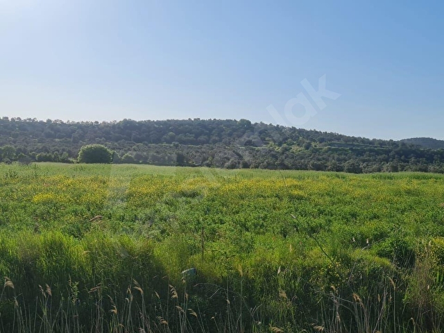 AYVALIK KONAK EMLAKTAN MUTLU KÖYDE SATILIK 11 .500 M2 TARLA - Görsel 27