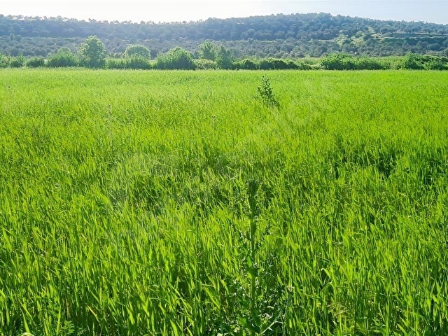 AYVALIK KONAK EMLAKTAN MUTLU KÖYDE SATILIK 11 .500 M2 TARLA - Görsel 18