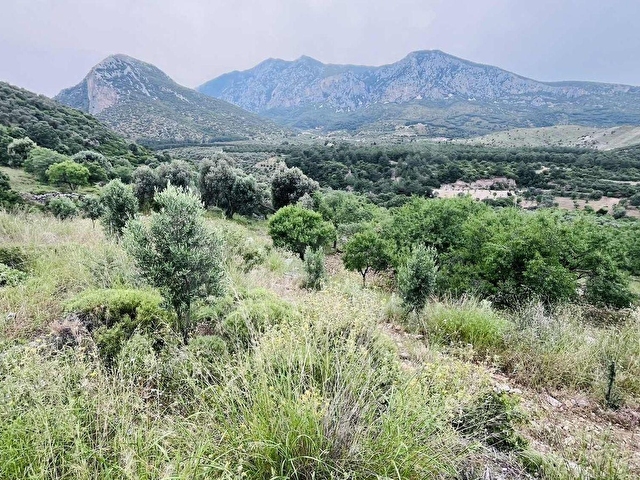 TURYAP FİDAN DAN HIZIRŞAH MAHALLESİNDE 7.521M2 SATILIK BADEMLİK