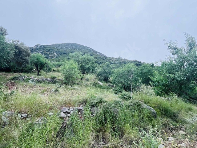 TURYAP FİDAN DAN HIZIRŞAH MAHALLESİNDE 7.521M2 SATILIK BADEMLİK - Görsel 7