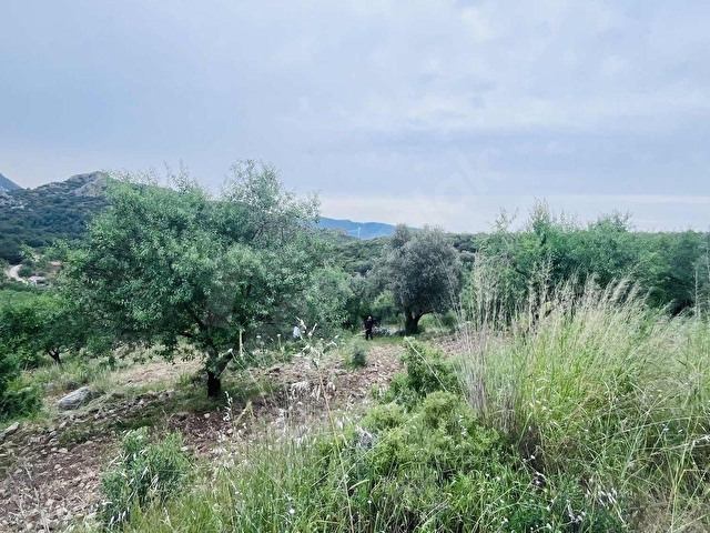 TURYAP FİDAN DAN HIZIRŞAH MAHALLESİNDE 7.521M2 SATILIK BADEMLİK - Görsel 15