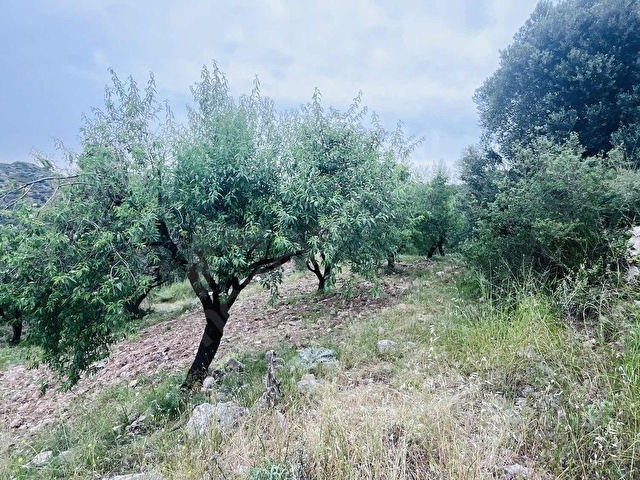 TURYAP FİDAN DAN HIZIRŞAH MAHALLESİNDE 7.521M2 SATILIK BADEMLİK - Görsel 19