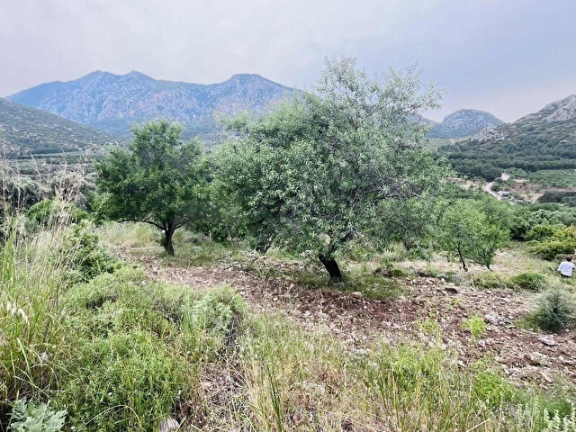 TURYAP FİDAN DAN HIZIRŞAH MAHALLESİNDE 7.521M2 SATILIK BADEMLİK - Görsel 20