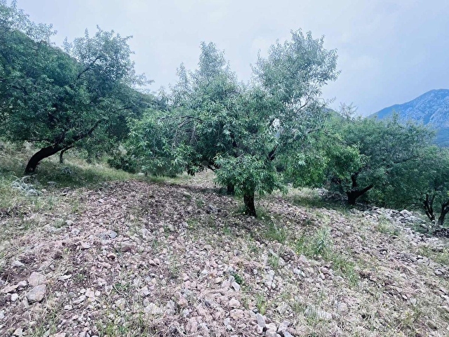 TURYAP FİDAN DAN HIZIRŞAH MAHALLESİNDE 7.521M2 SATILIK BADEMLİK - Görsel 11