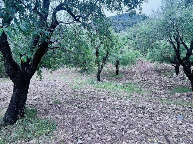 TURYAP FİDAN DAN HIZIRŞAH MAHALLESİNDE 7.521M2 SATILIK BADEMLİK - Görsel 2