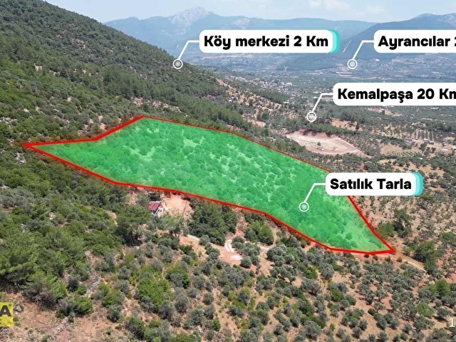 Torbalı Dağkızılcada 19 Dönüm Zeytinlik - Görsel 15