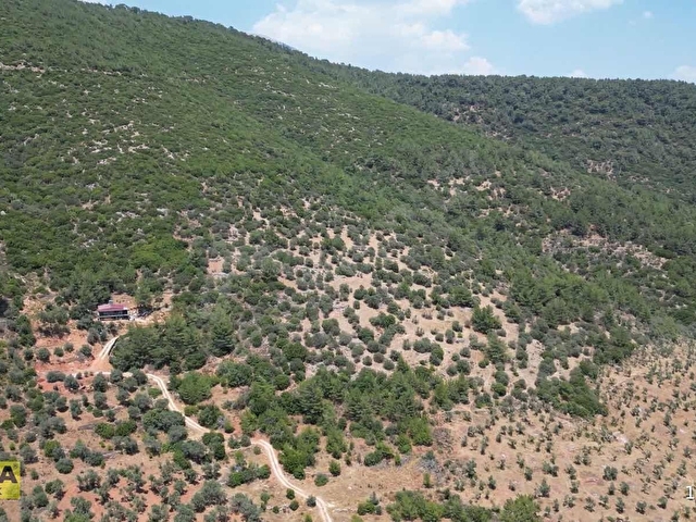 Torbalı Dağkızılcada 19 Dönüm Zeytinlik - Görsel 21