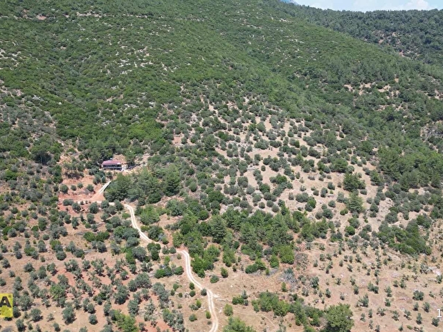 Torbalı Dağkızılcada 19 Dönüm Zeytinlik - Görsel 7