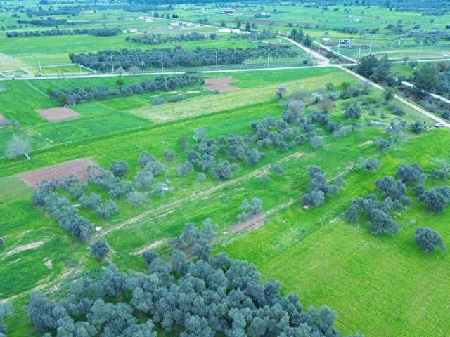 BODRUM SAZKÖY DE SATILIK 3.400 m2 İNCİRLİ TARLA - Görsel 7