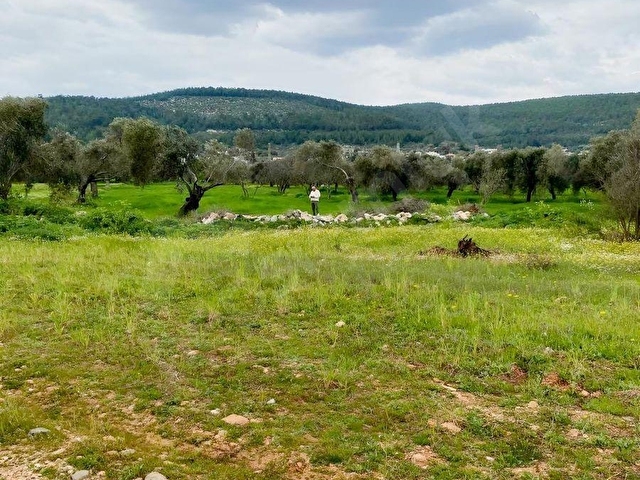 BODRUM SAZKÖY DE SATILIK 3.400 m2 İNCİRLİ TARLA - Görsel 26