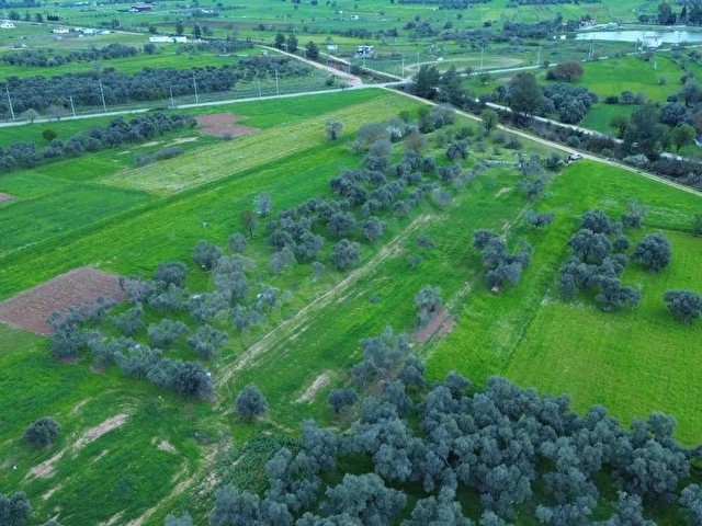 BODRUM SAZKÖY DE SATILIK 3.400 m2 İNCİRLİ TARLA - Görsel 4