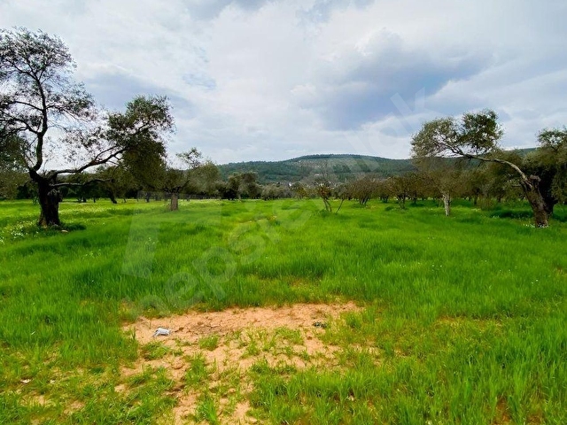 BODRUM SAZKÖY DE SATILIK 3.400 m2 İNCİRLİ TARLA - Görsel 19