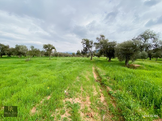 BODRUM SAZKÖY DE SATILIK 3.400 m2 İNCİRLİ TARLA - Görsel 8
