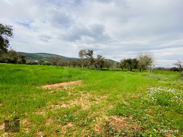BODRUM SAZKÖY DE SATILIK 3.400 m2 İNCİRLİ TARLA - Görsel 10