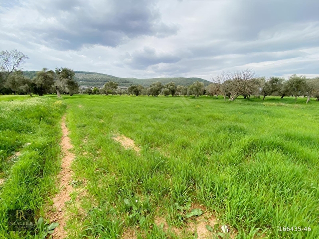 BODRUM SAZKÖY DE SATILIK 3.400 m2 İNCİRLİ TARLA - Görsel 15