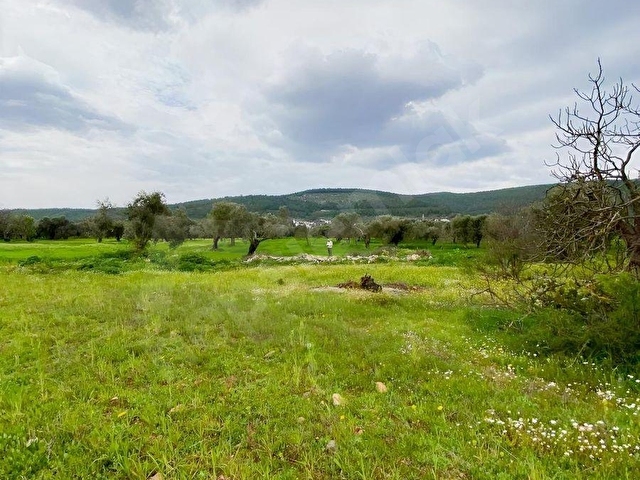BODRUM SAZKÖY DE SATILIK 3.400 m2 İNCİRLİ TARLA - Görsel 27
