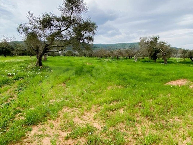 BODRUM SAZKÖY DE SATILIK 3.400 m2 İNCİRLİ TARLA - Görsel 16