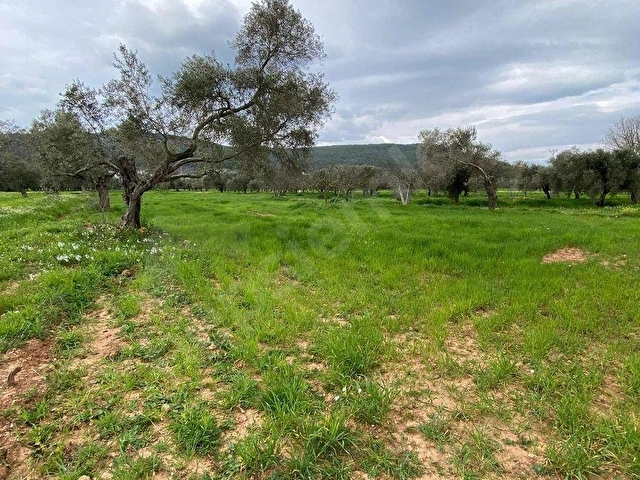 BODRUM SAZKÖY DE SATILIK 3.400 m2 İNCİRLİ TARLA - Görsel 20