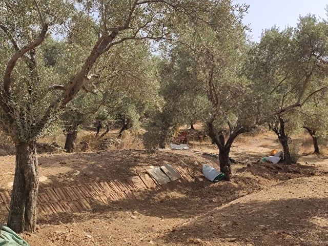 Mugla Milas Camovali Koyunde Satilik Zeytinlik Yola Sifir 106277 589 Hurriyet Emlak