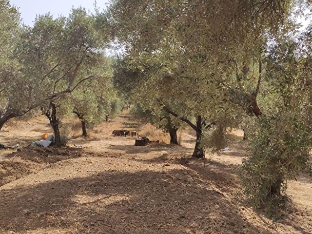 Mugla Milas Camovali Koyunde Satilik Zeytinlik Yola Sifir 106277 589 Hurriyet Emlak