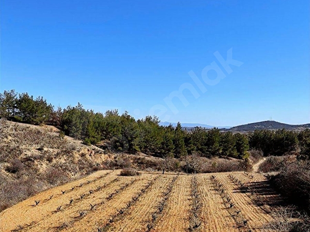 Çalda 34 dönüm bağ - Görsel 8