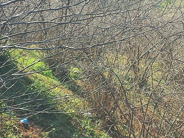 TIREBOLU SATILIK  FINDIK BAHCESI ANA YOL UZERINDE MANZARALI.anayola 80 m cepheli guce yol uzeri - Görsel 14