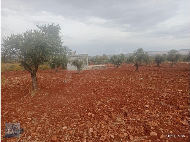 KİLİS MERKEZDE SATILIK SÜPER KONUMDA BAĞ EVİ, ZEYTİN AĞAÇLARI VE ÇEŞİTLİ MEYVE AĞAÇLARI VARDIR - Görsel 11