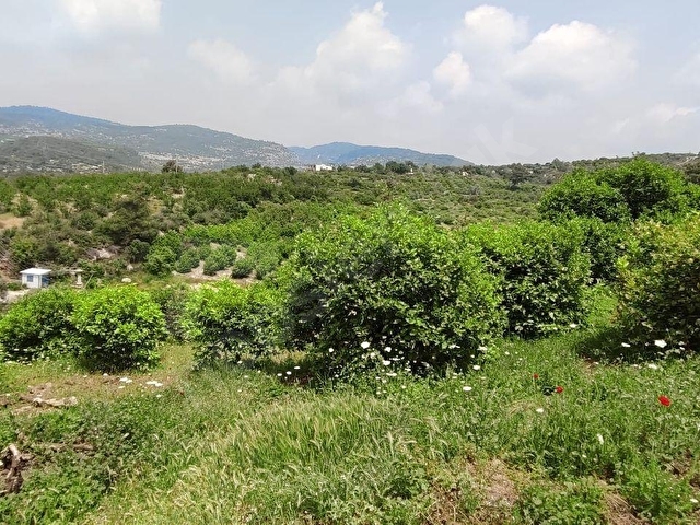 FA EMLAKTAN ELVANLIDA SATILIK 15.220M2 LİMON BAHÇESİ