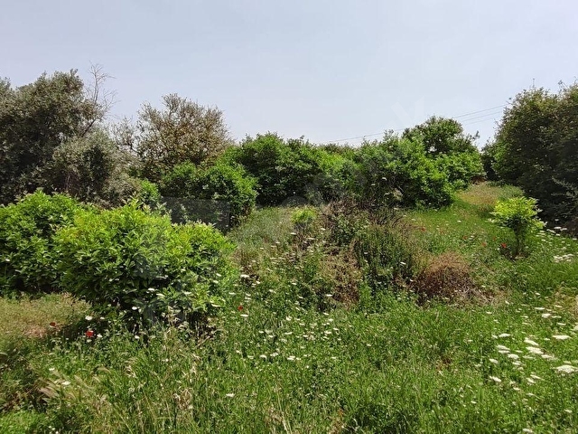 FA EMLAKTAN ELVANLIDA SATILIK 15.220M2 LİMON BAHÇESİ - Görsel 3
