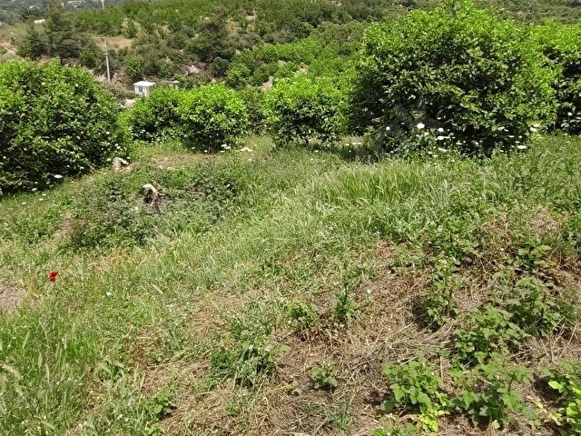 FA EMLAKTAN ELVANLIDA SATILIK 15.220M2 LİMON BAHÇESİ - Görsel 2