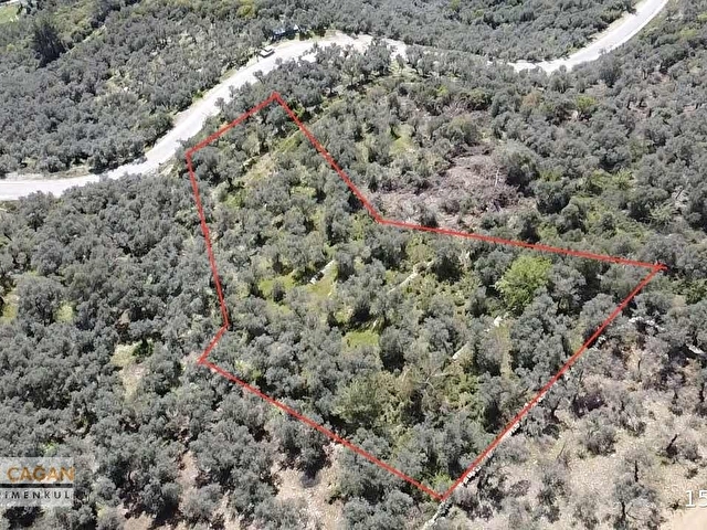 TİRE ÇAĞAN GAYRİMENKULDEN ASFALT CEPHELİ ZEYTİNLİK - Görsel 3