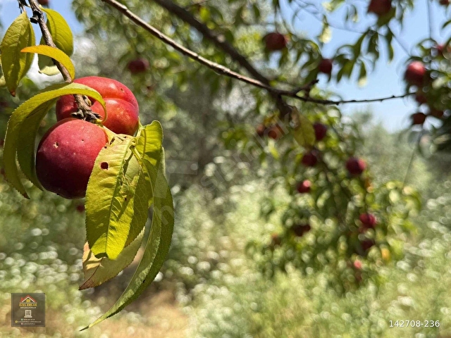Seydikemer Ortaköyde satılık