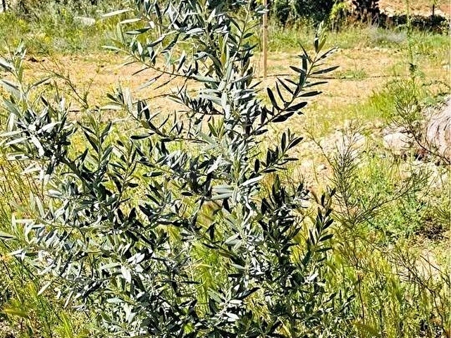 ANTALYA KORKUTELİ BEĞİŞ DE SATILIK TARLA YOL VAR ELKTRIK SU YAKIN EV YAPILIR YANINDA EVLER VARDIR