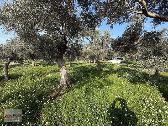 BAYINDIR ÇİFTÇİGEDİĞİ’NDE 800 m2 SATILIK ZEYTİNLİK - Görsel 8