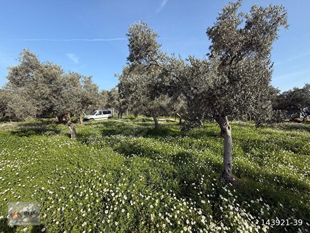 BAYINDIR ÇİFTÇİGEDİĞİ’NDE 800 m2 SATILIK ZEYTİNLİK - Görsel 11