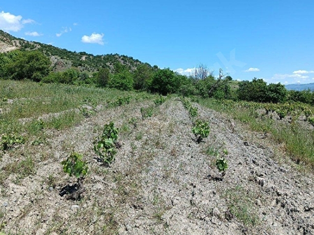 🌿 TOKAT MERKEZ BÜYÜKYILDIZDA SATILIK BAĞ 🌿 - Görsel 5
