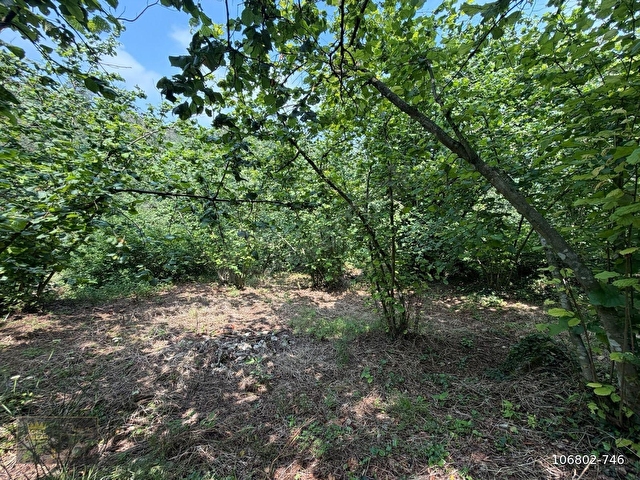 FAKILLI KÖYÜNDE 12.441 M2 YERLEŞİM İÇİNDE SATILIK FINDIK BAHÇESİ - Görsel 21