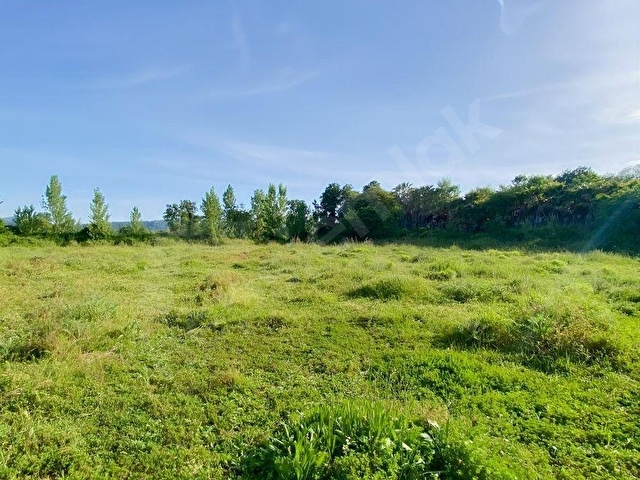 köyceğiz zeytinalanında 4500m2 doğa içinde tarla - Görsel 4