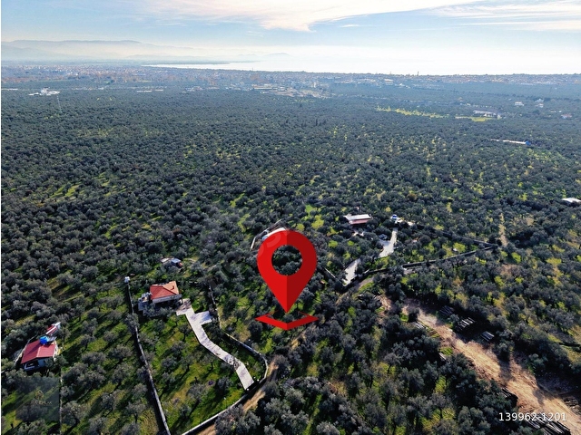 MERA EMLAKTAN ZEYTİNLİ MEVKİİNDE YOLA CEPHELİ 1.850m2 ZEYTİNLİK - Görsel 27