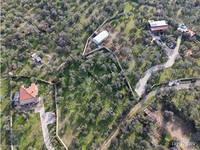 MERA EMLAKTAN ZEYTİNLİ MEVKİİNDE YOLA CEPHELİ 1.850m2 ZEYTİNLİK - Görsel 18
