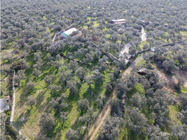 MERA EMLAKTAN ZEYTİNLİ MEVKİİNDE YOLA CEPHELİ 1.850m2 ZEYTİNLİK - Görsel 16