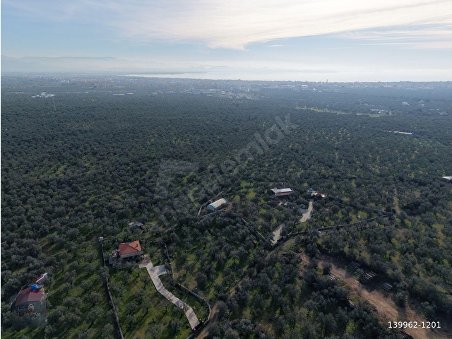 MERA EMLAKTAN ZEYTİNLİ MEVKİİNDE YOLA CEPHELİ 1.850m2 ZEYTİNLİK - Görsel 11