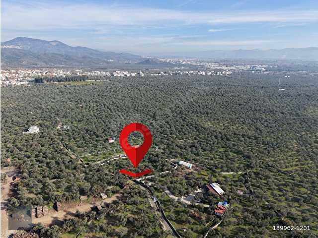 MERA EMLAKTAN ZEYTİNLİ MEVKİİNDE YOLA CEPHELİ 1.850m2 ZEYTİNLİK - Görsel 24