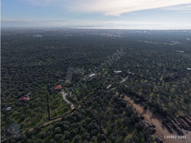 MERA EMLAKTAN ZEYTİNLİ MEVKİİNDE YOLA CEPHELİ 1.850m2 ZEYTİNLİK - Görsel 20